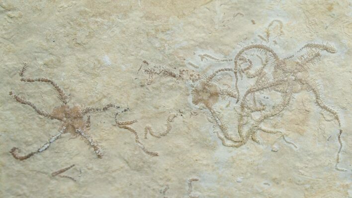 Brittle Star Mortality Plate - Solnhofen Limestone #6141